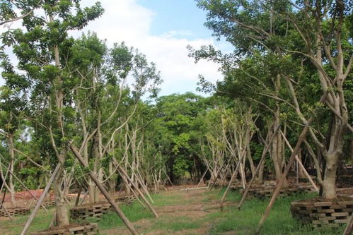 广州碧豪园林高绍文 拥有32000亩种植地,他是中国苗木出口中东第一人