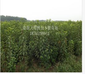 花卉 园林 大樱桃苗种植 临朐大樱桃苗木繁育场 天狼网gd188.cn