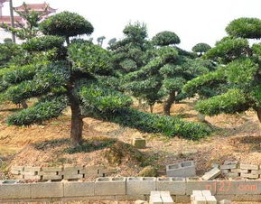 贵州罗汉松种植直销基地采购多少钱