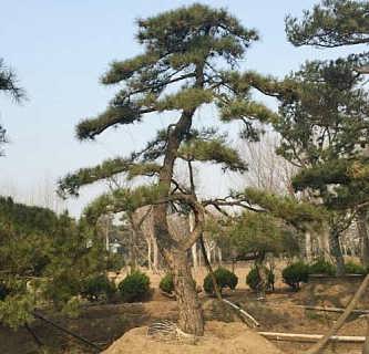 造型油松种植基地价格 造型油松种植基地厂家批发 