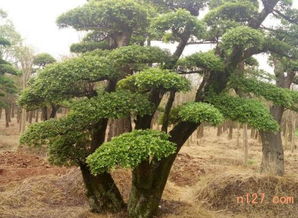 湖南造型榆树种植直销采购商价格多少钱