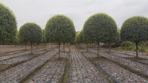 【绿化苗木种植基地批发价出售啦~~~~~桂花树哟】- 