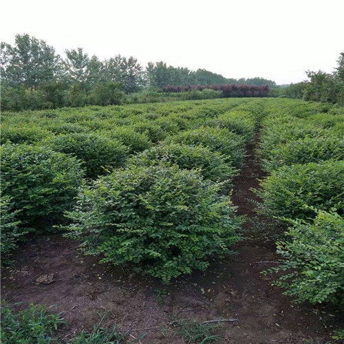 广玉兰河南潢川 种植