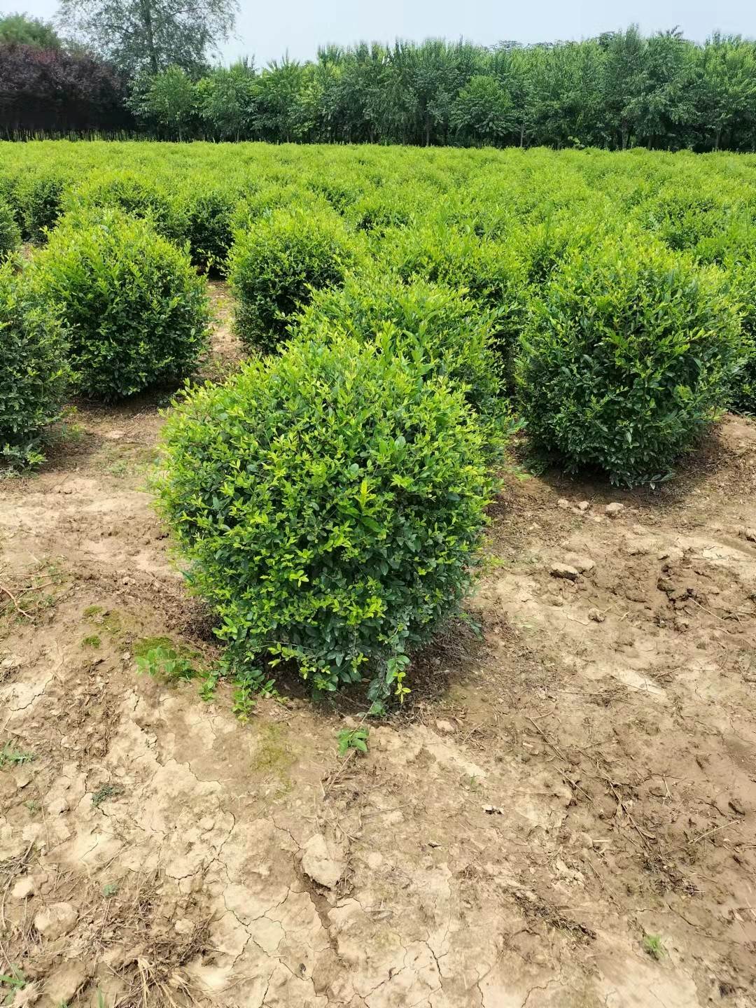 内蒙古水蜡球 园林 苗圃 绿化工程苗木水蜡球种植基地