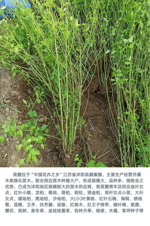 棣棠种植基地 公园小区绿化点缀绿篱苗 树形优美花色美丽 规格齐全