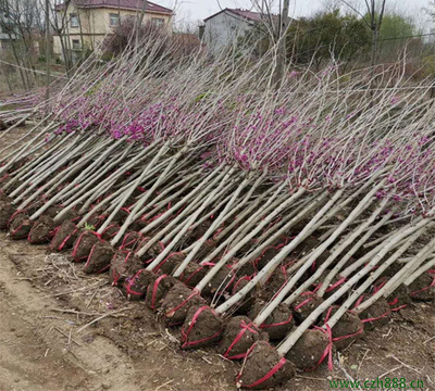 「紫荆」紫荆_价格_图片_种植技术-苗木价格-苗木批发-沭阳苗木基地-沭阳花木-长之鸿园林苗木场